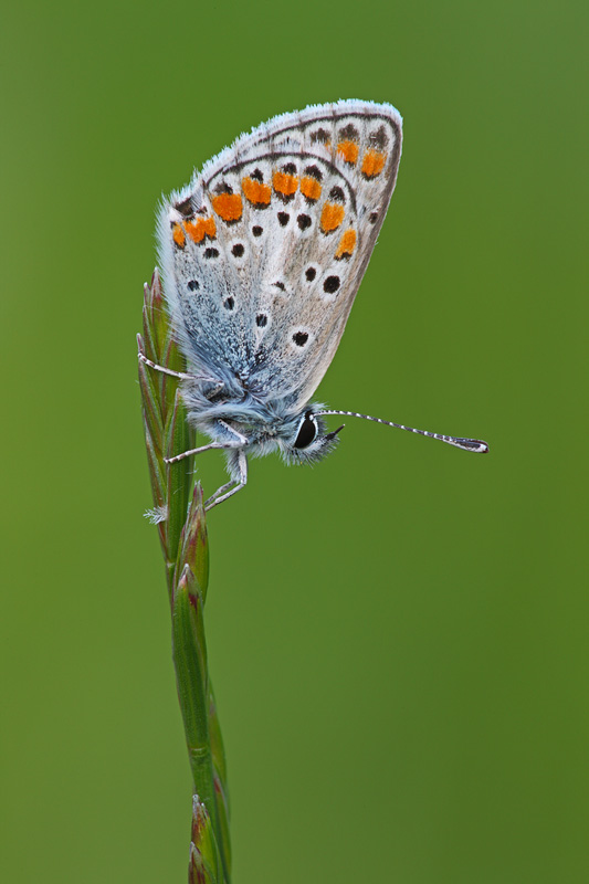 Polyommatus icarus? - Aricia agestis